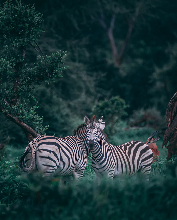 Two zebras on the savanna