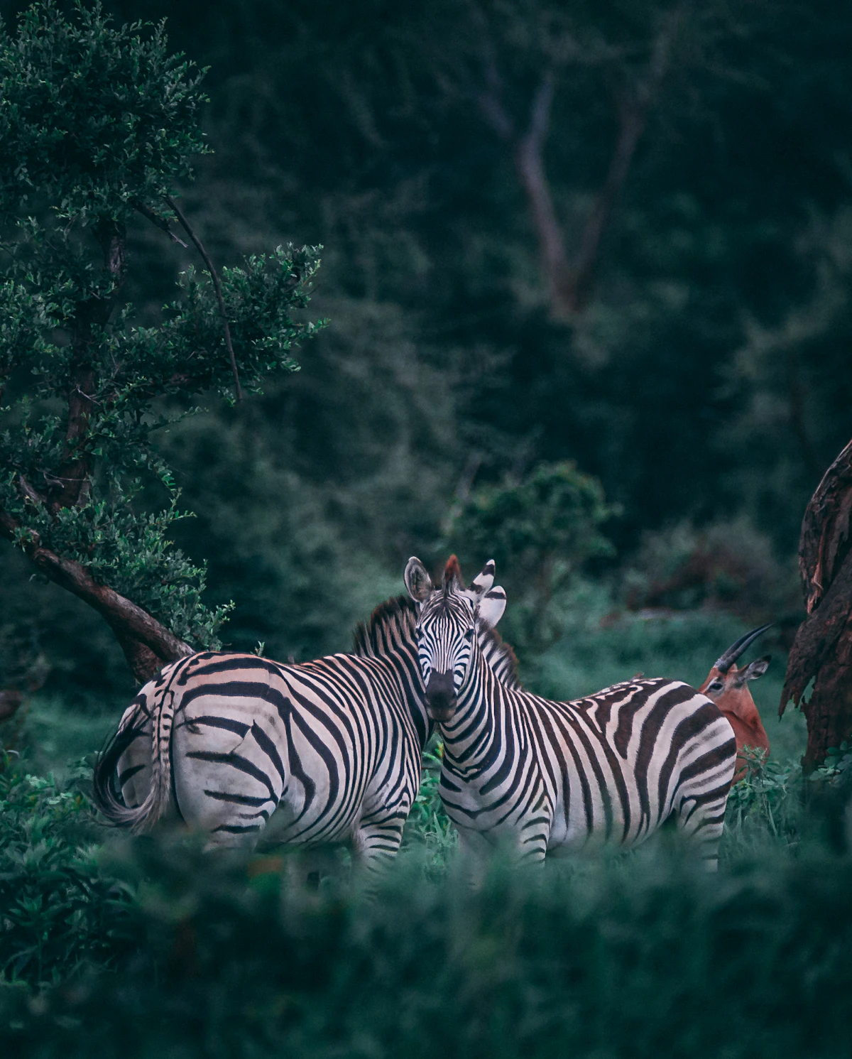 Puestos de Trabajo en un Zoológico