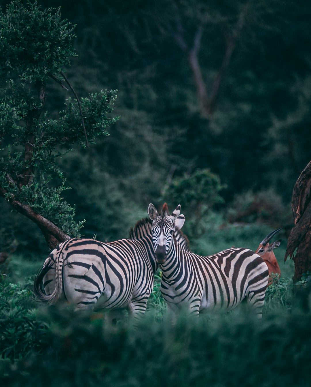 zebra