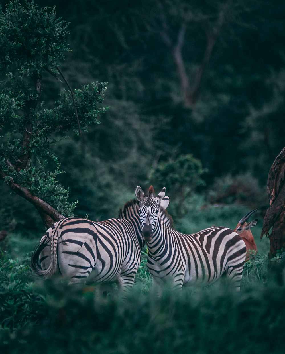 two zebras on grass field