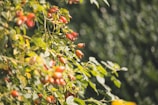 Sun-drenched fields of organic rosehip plants ready for harvest