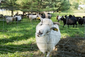 A white goat with yellow ear tags stands close to a wire fence, curiously looking through. In the background, a group of black and white sheep graze in a lush green pasture under the shade of tall trees.