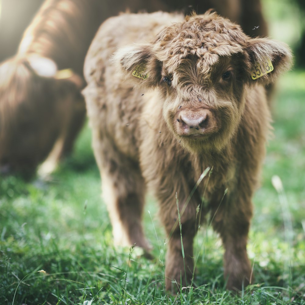 selective focus photo of brown highland cattle at adytime
