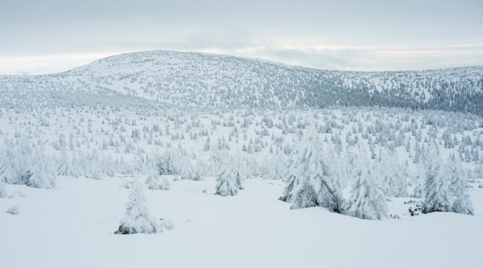 landscape of pine trees covered with snow in Karkonoski National Park Poland