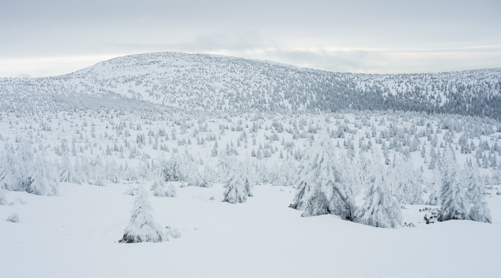 Landschaft aus mit Schnee bedeckten Kiefern