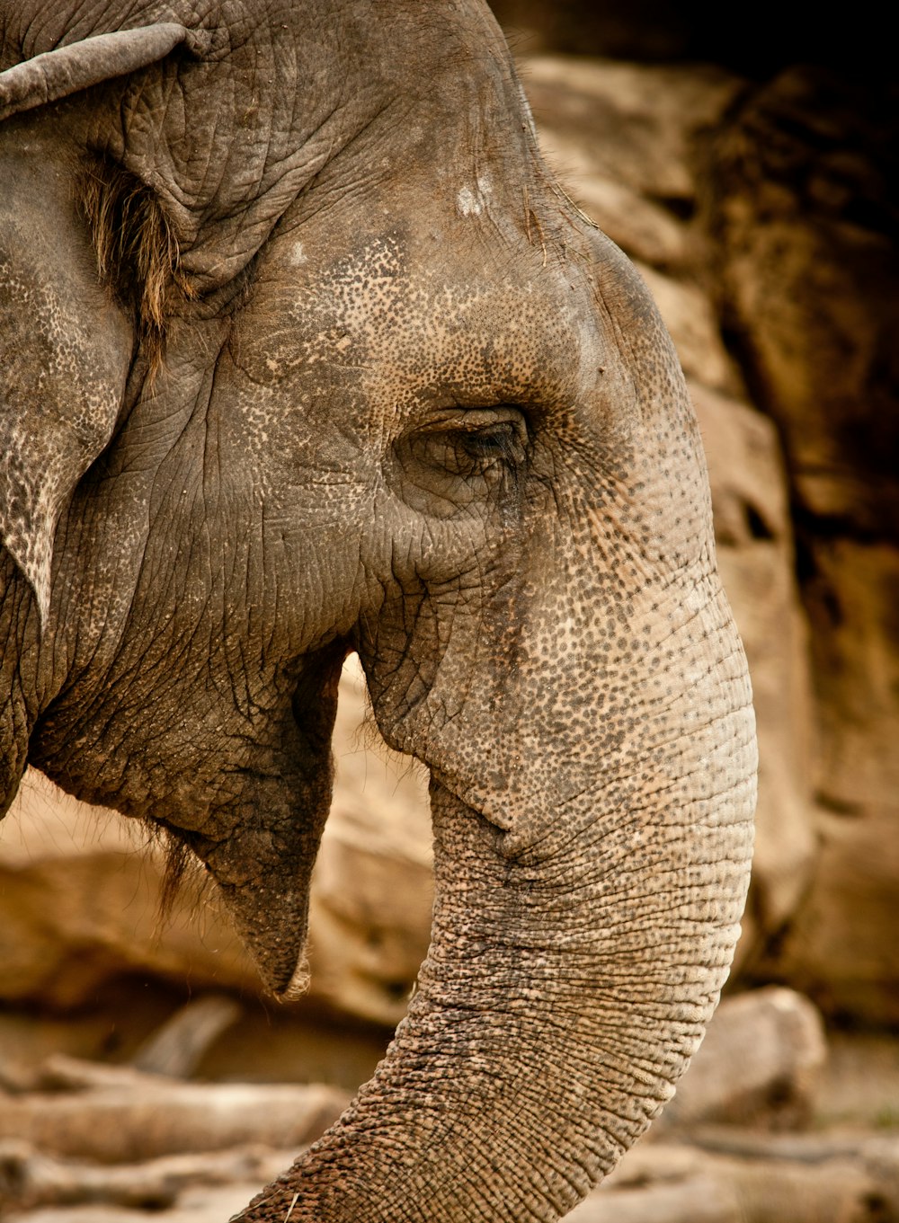 closeup photography of elephant's head