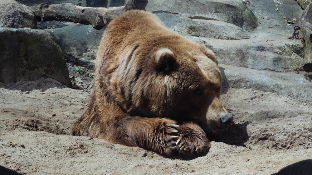 grizzly bear lying down