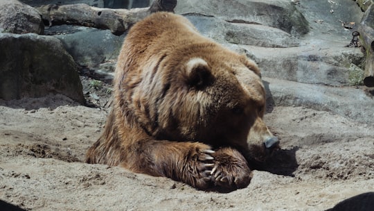 grizzly bear lying down in Grand Rapids United States