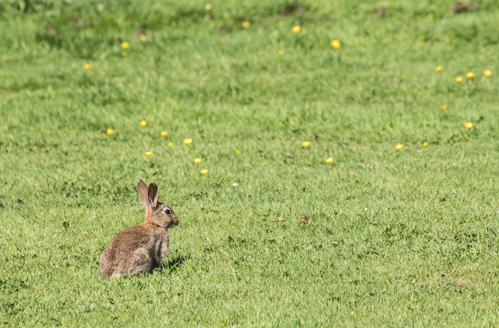 photo of rabbit on grass