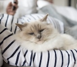 white and brown long fur cat on white and blue striped textile