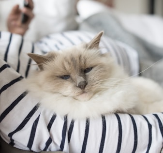 white and brown long fur cat on white and blue striped textile