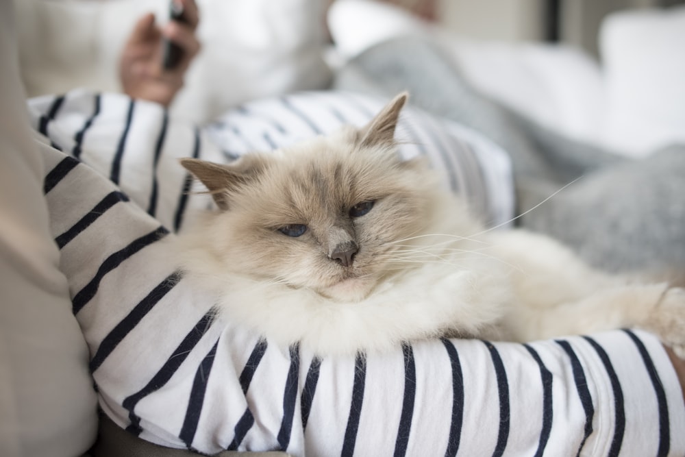 white and brown long fur cat on white and blue striped textile