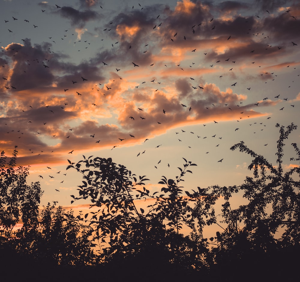 silhouette of trees during dusk