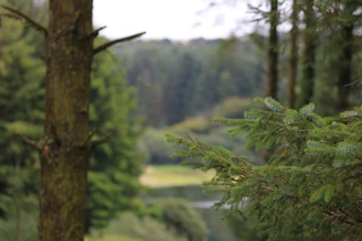 A serene forest background with overlay icons representing affiliate marketing connections.