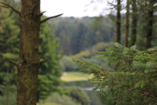 A serene forest green background with soft mint accents framing text.