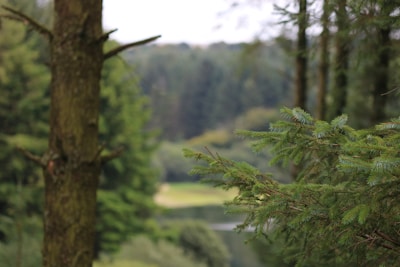 A serene forest scene with soft green hues framed in natural wood.