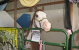 A horse with a white and brown coat looks over a green metal gate in what appears to be a stable. A yellow halter on the horse has writing, and a laminated paper is attached to the gate. There are colorful decorations, including a yellow and white chevron pattern, hanging above.