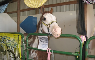 A horse with a white and brown coat looks over a green metal gate in what appears to be a stable. A yellow halter on the horse has writing, and a laminated paper is attached to the gate. There are colorful decorations, including a yellow and white chevron pattern, hanging above.