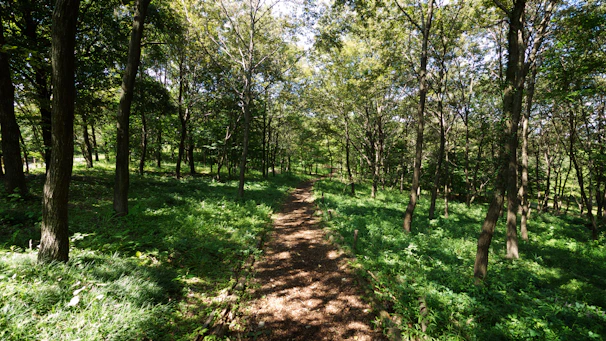 An action-packed scene from an adventure game featuring a hero navigating through a lush forest.