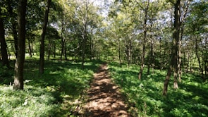 An adventurous casual game scene showing a character navigating through a lush forest.