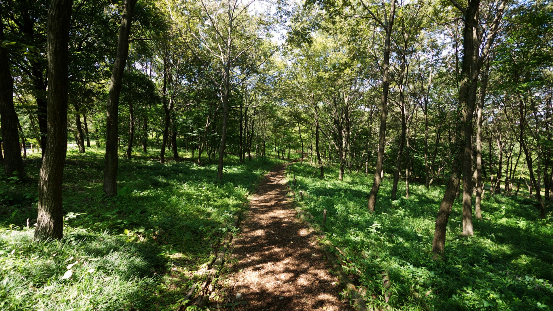 An engaging scene from an adventure game showing a character navigating through a lush, detailed forest environment.