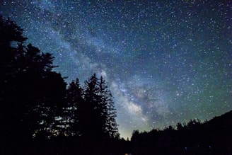 low angle astrophotography of silhouette of trees under blue sky and stargazing