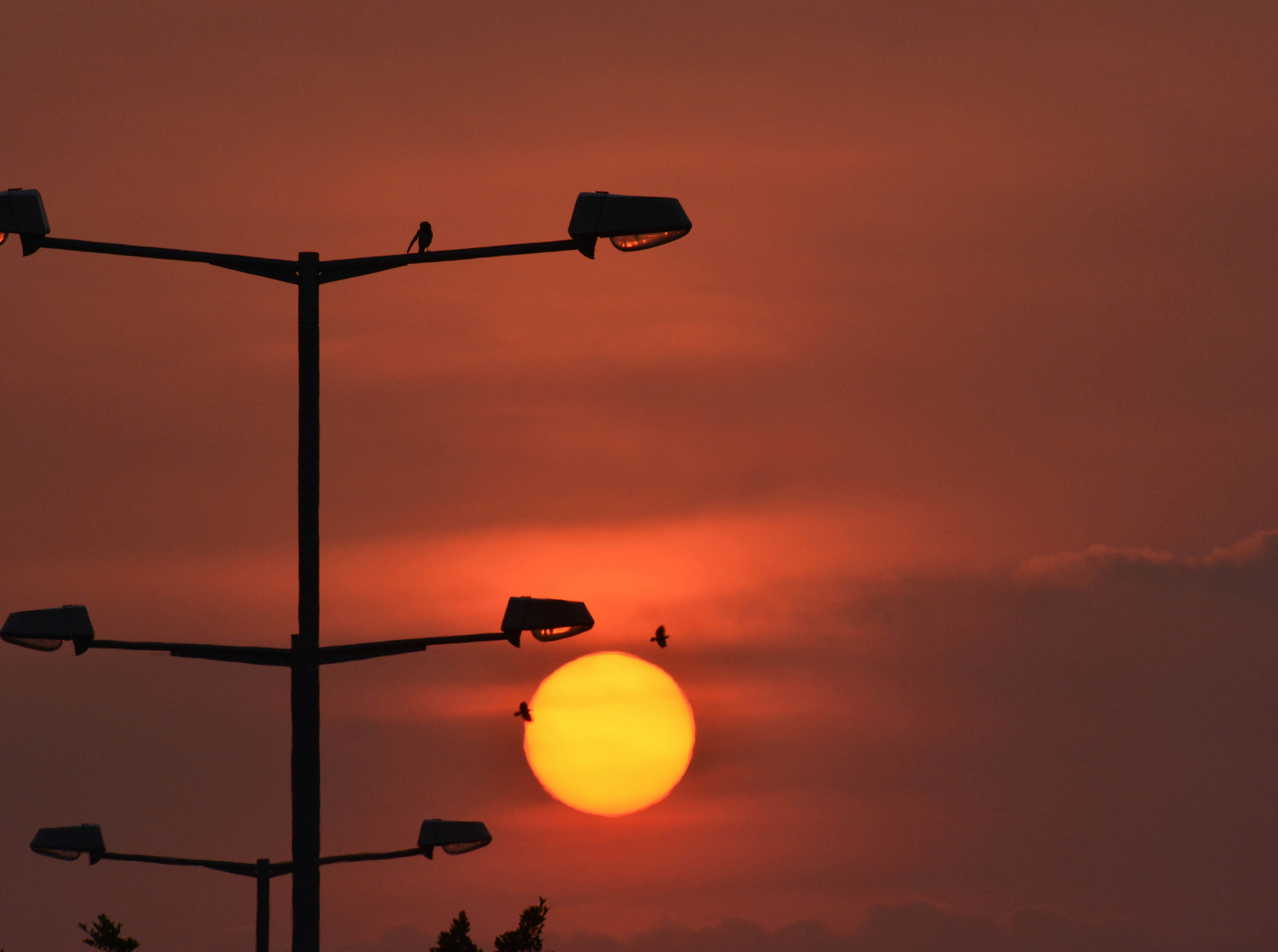 silhouette of light posts