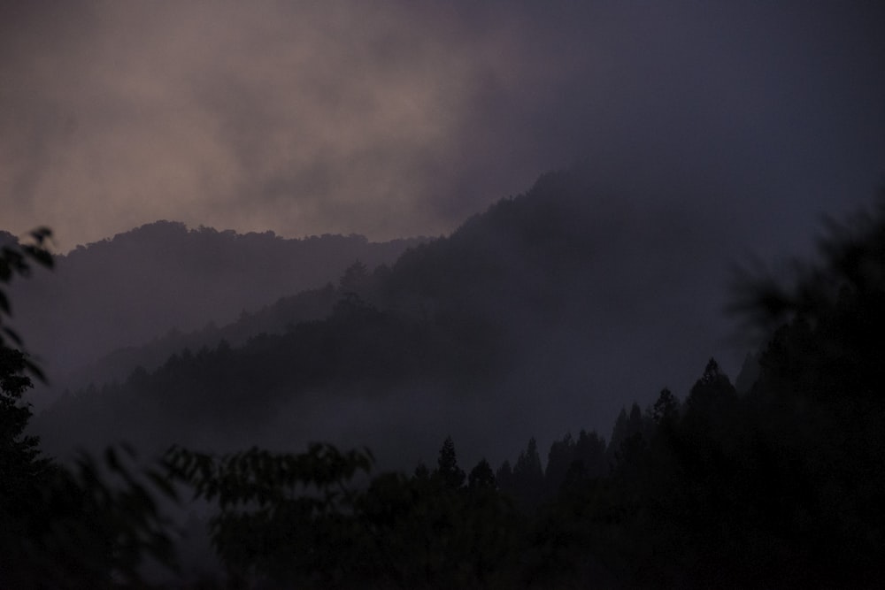 fog covered forest