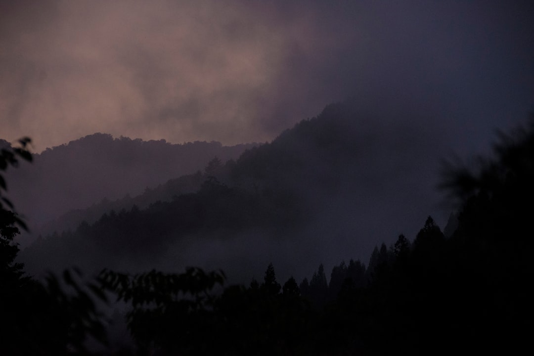 fog covered forest