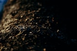 Close-up of textured tree bark illuminated by soft, low light.