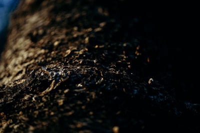 Close-up of textured tree bark illuminated by soft, low light.