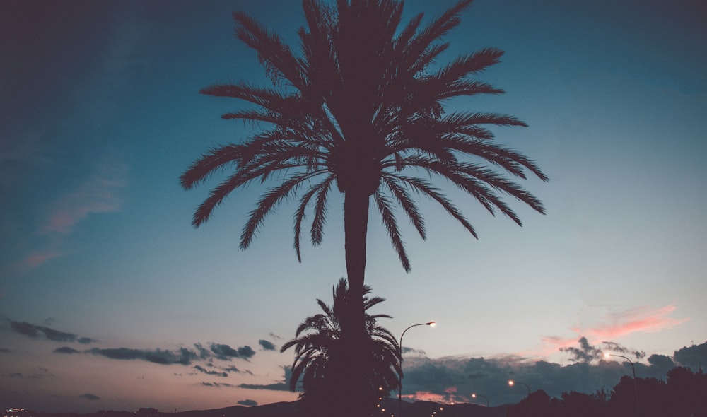 silhouette of palm trees