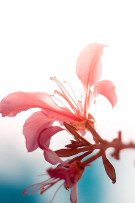 Close-up of a delicate flower with pink petals softly lit against a pink background.