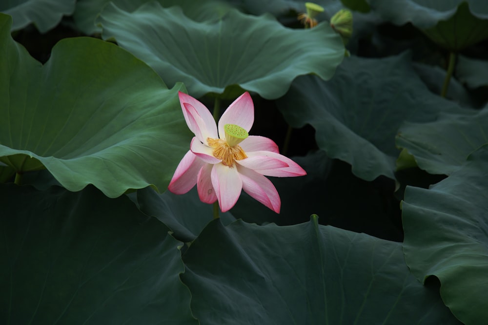 pink flower with green leaves