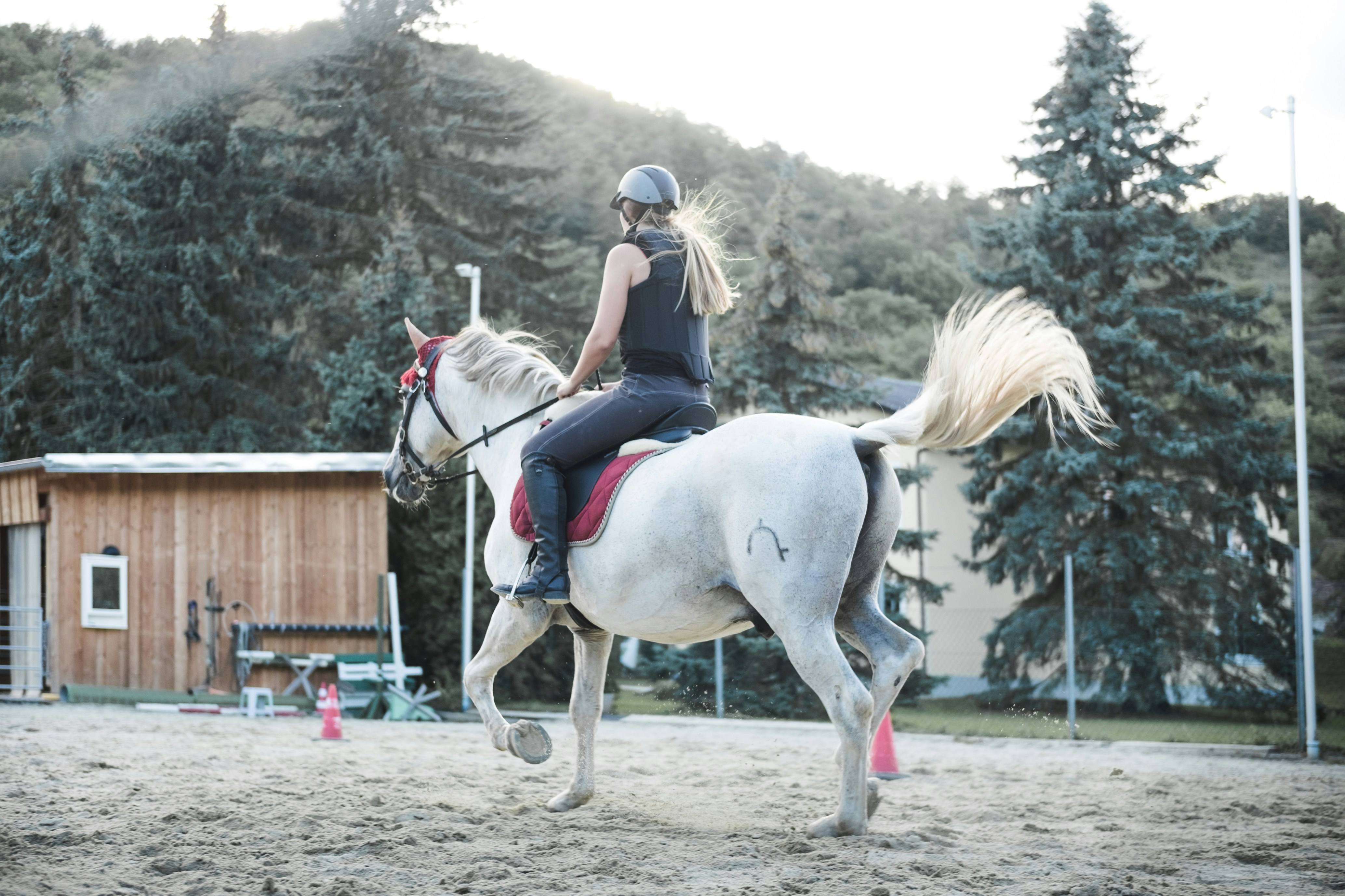 My girlfriend spends most of her leisure time with her Andalusian horse, named Bolero. And as we try to spend time together, you can always find me with a camera next to her while she’s riding her horse. And that’s how most of my animal pictures come to life. Just through the combination of me carrying a camera with me, and my girlfriend following her passion.