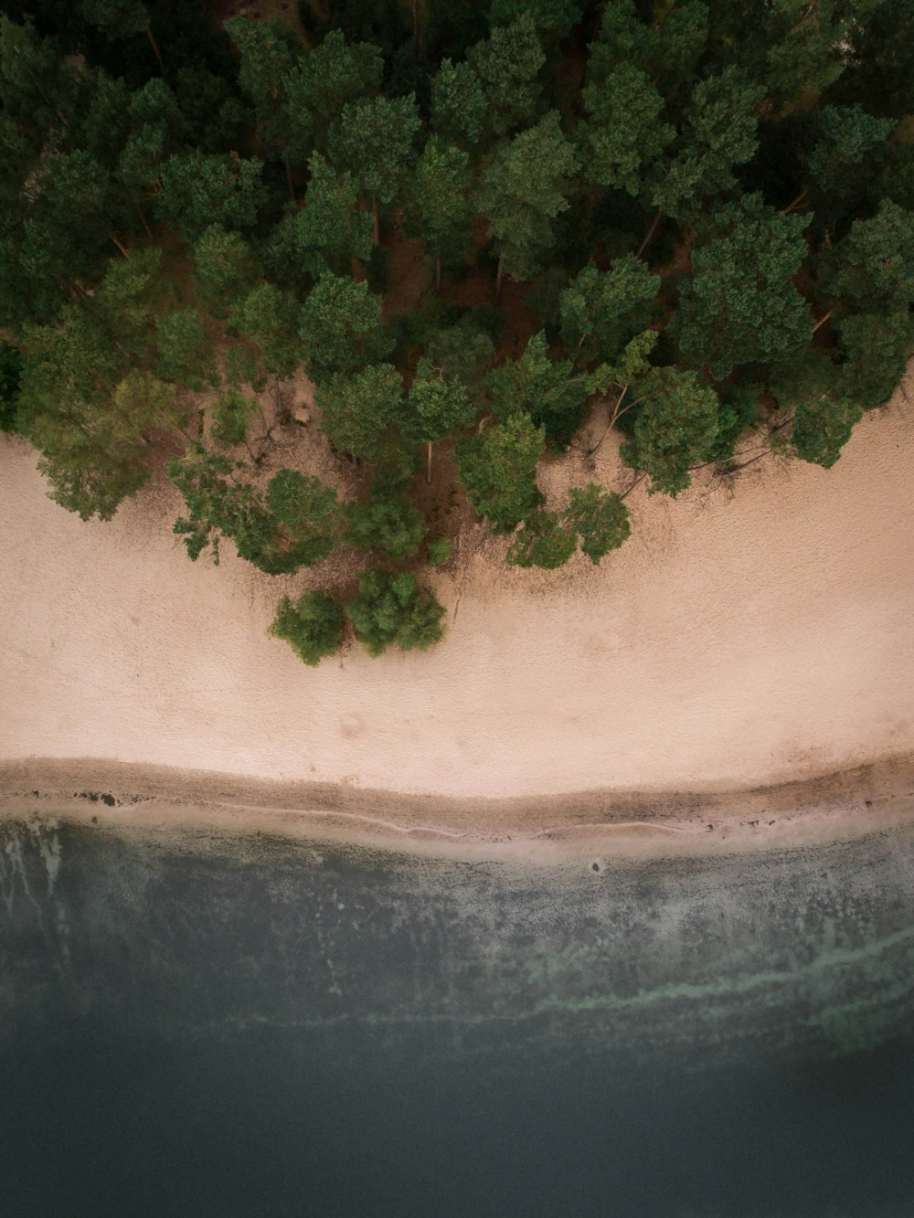 Foto Bird's Eyeview do litoral perto de árvores de folhas verdes