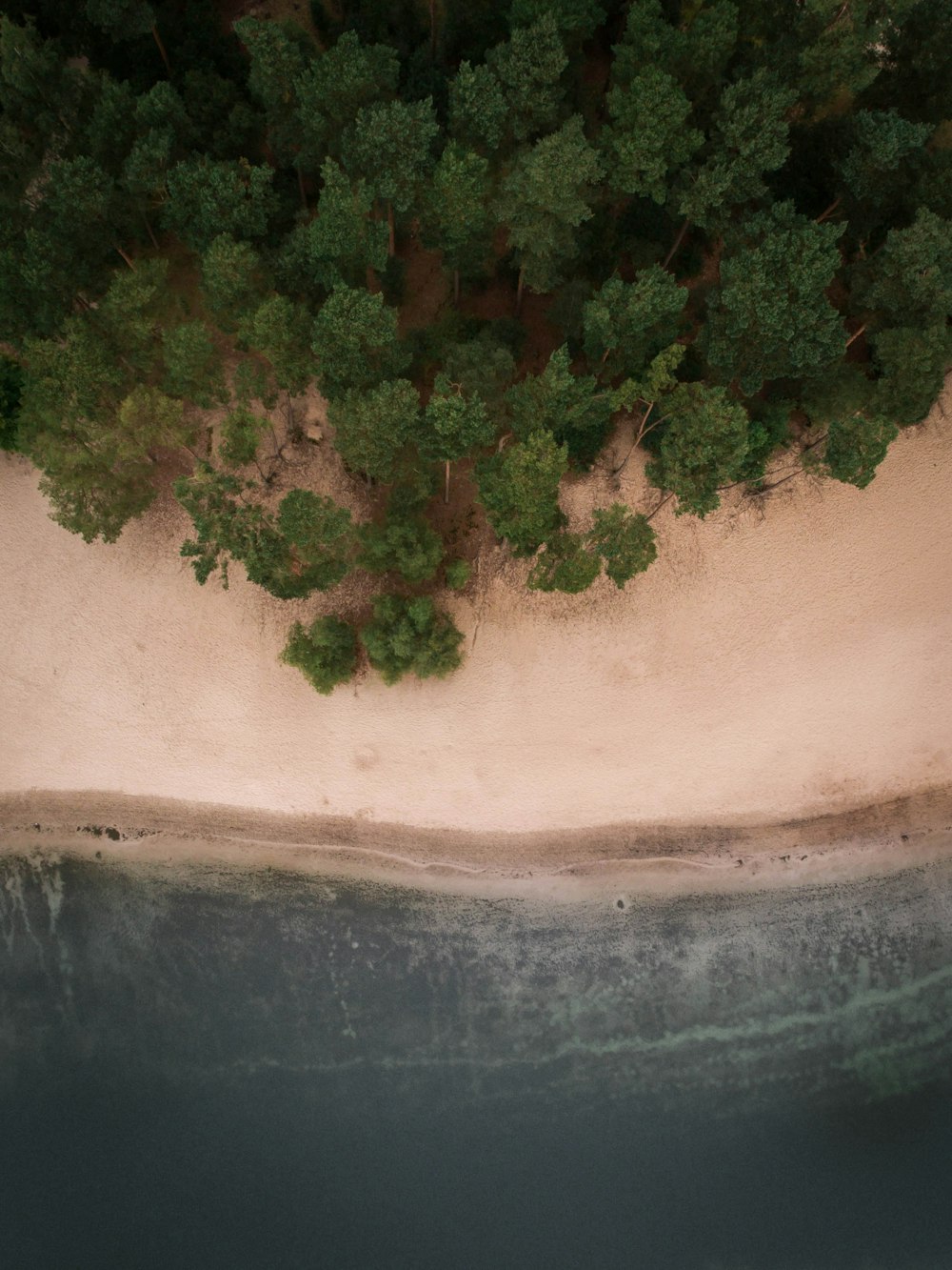 bird's eyeview photo of seashore near green leafed trees