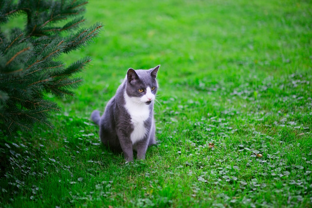Gato cinza e branco sentado perto da planta da folha verde