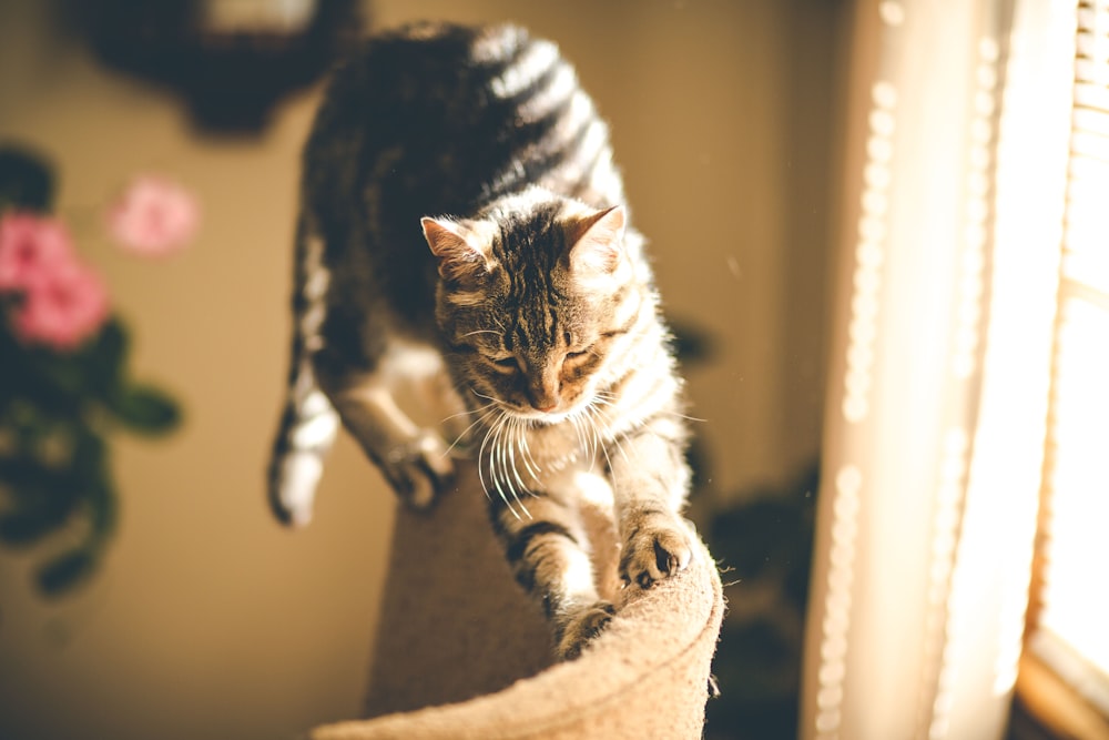 grey tabby cat scratching on sofa