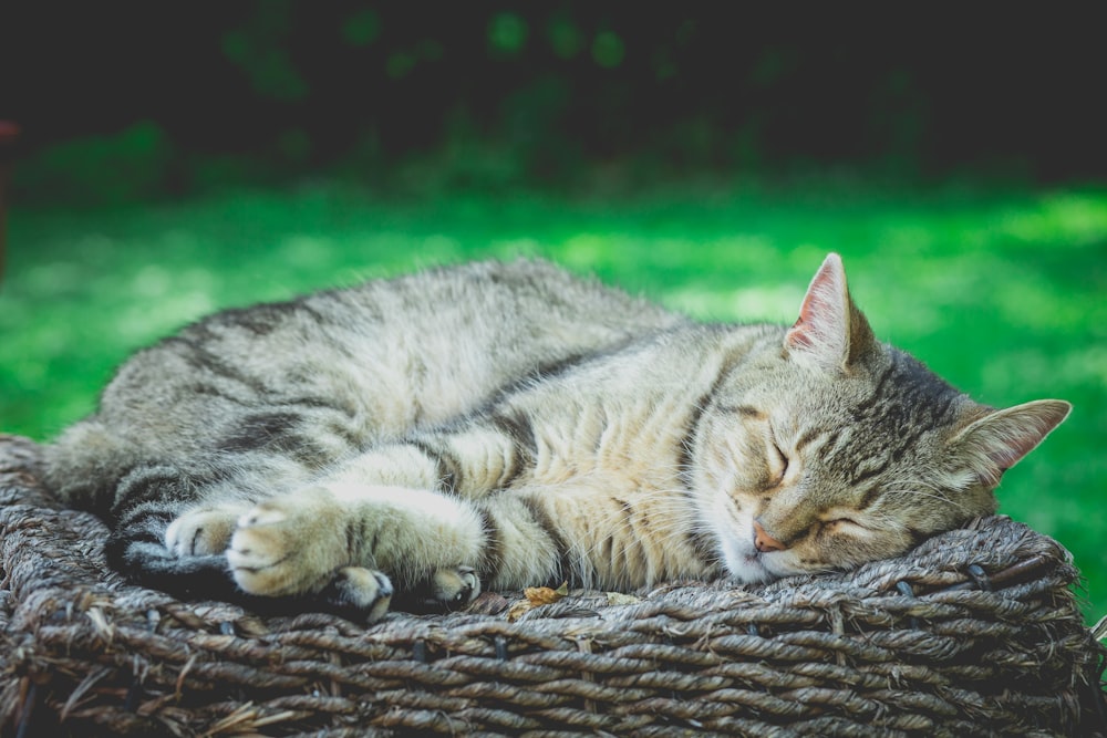 tabby cat sleeping on brown rattan at daytime