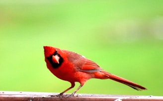 Close-up of a sleek black and red logo featuring a cardinal bird, symbolizing the Cardeal brand.