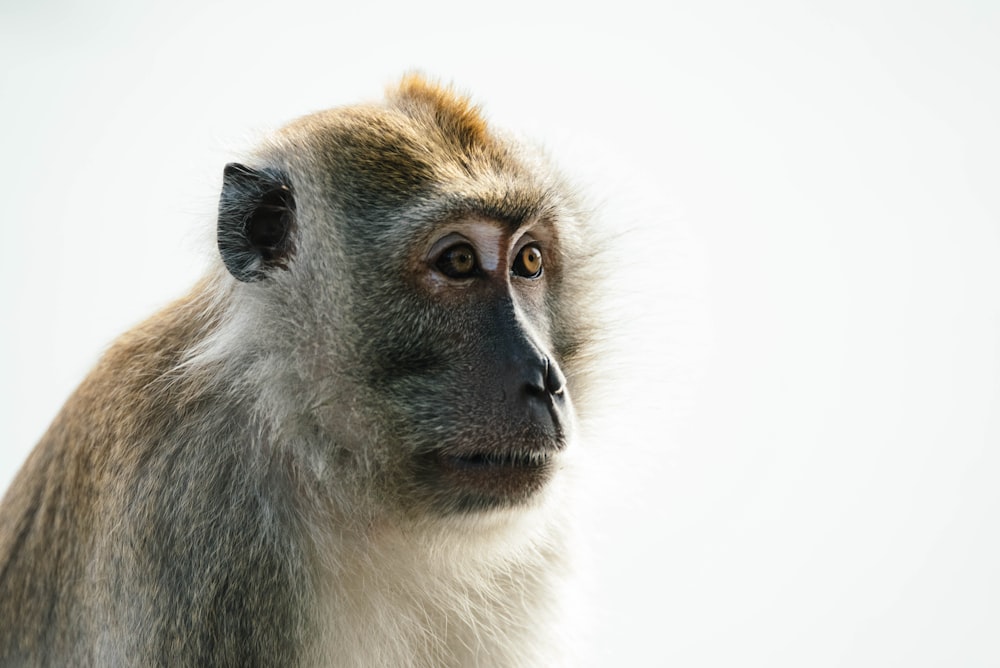 Foto em close-up do macaco marrom