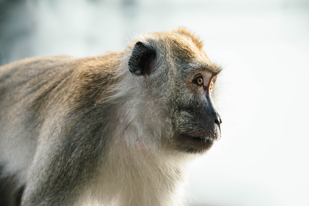 brown and gray monkey