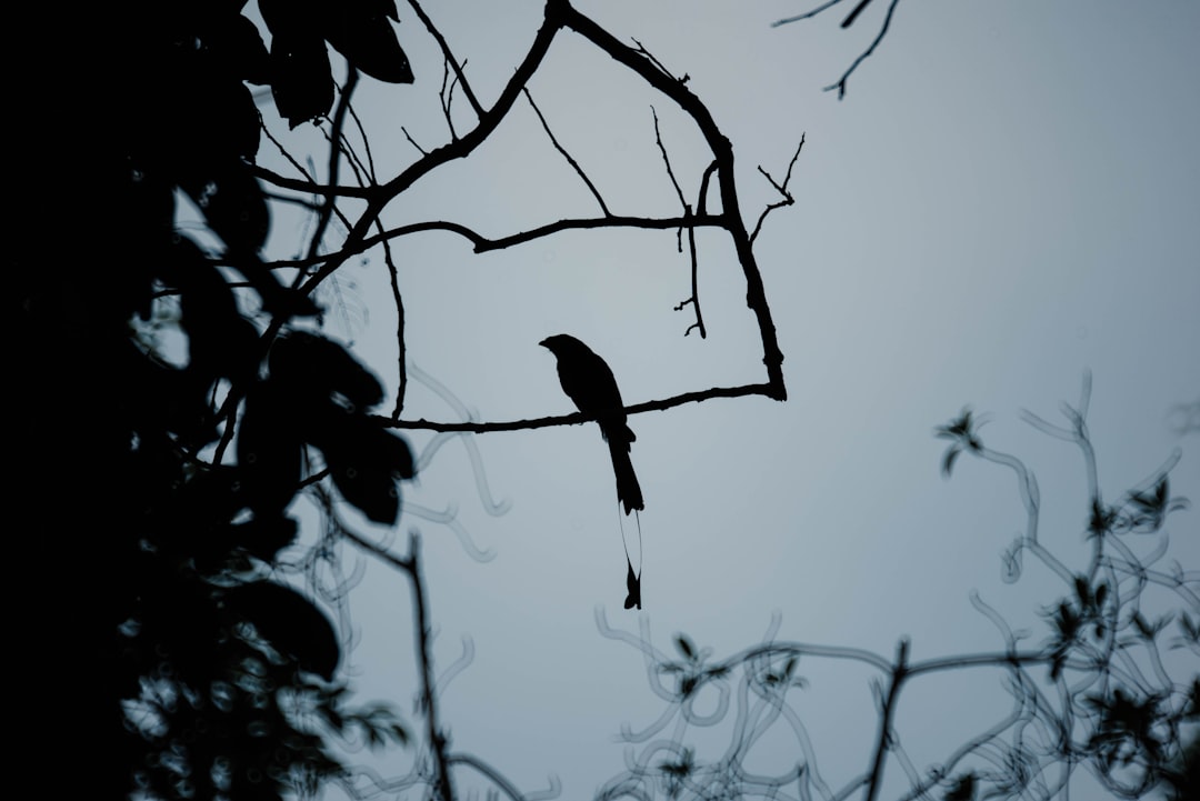 bird on tree branch