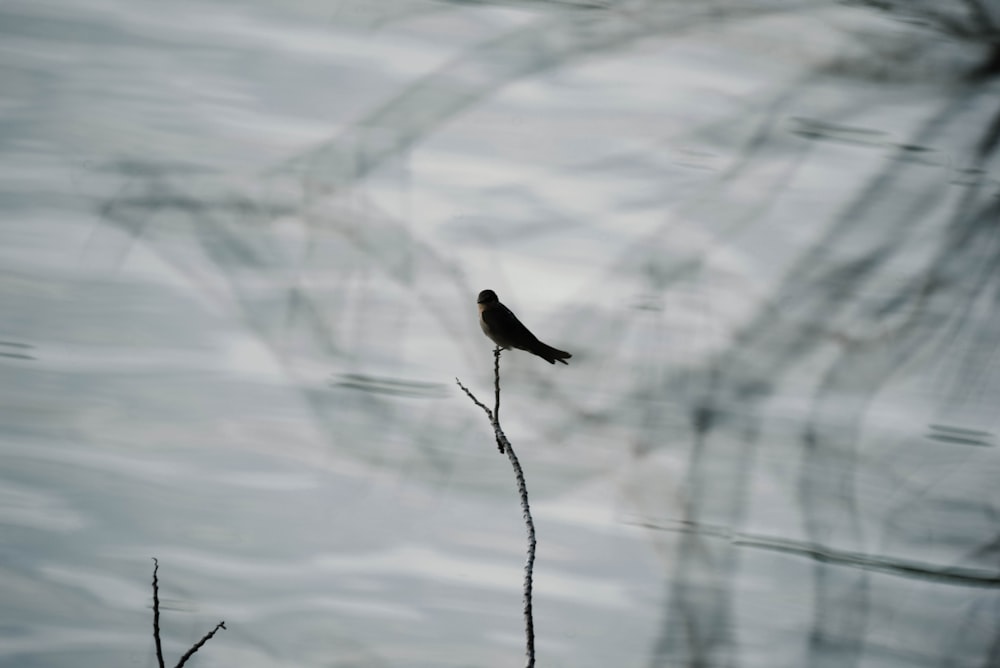 grayscale photography of bird on twig