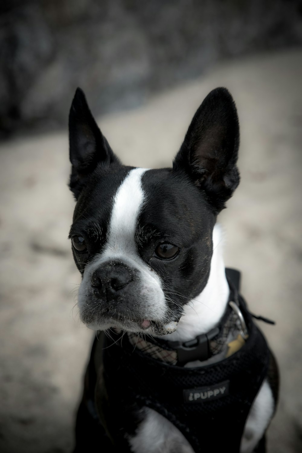 black and white French bulldog