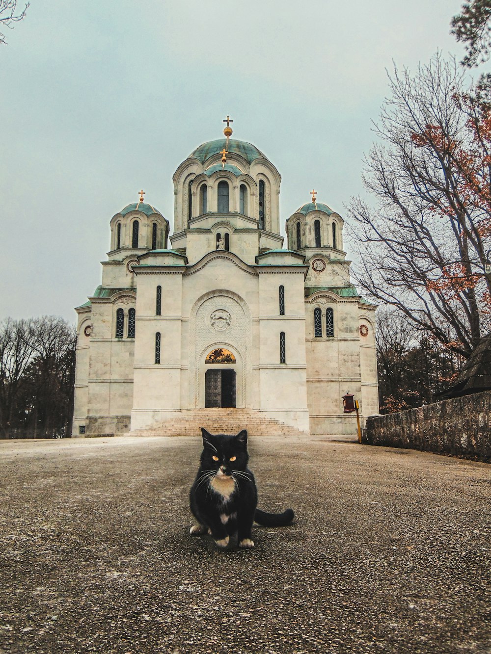 A black and white cat sitting in front of a castle.