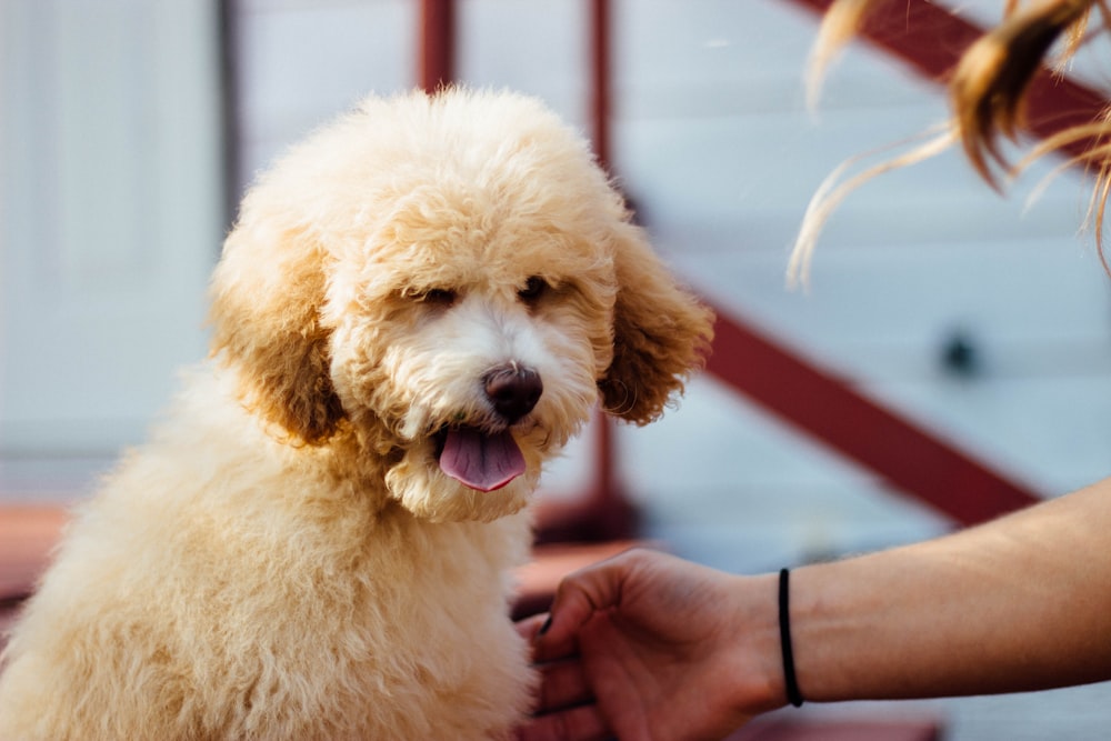 Fotografia de foco raso do cão marrom