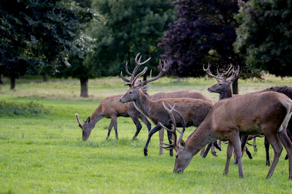 herd of brown deer on green grass