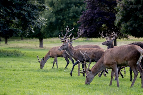 herd of brown deer on green grass in Wollaton Park United Kingdom